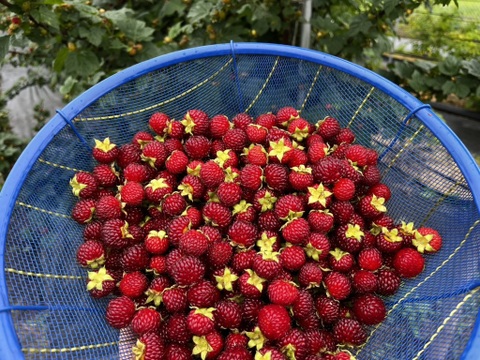【農薬・肥料不使用】雑味のない、きれいな味｜朝摘み木苺 レッドドリーム（1kg）