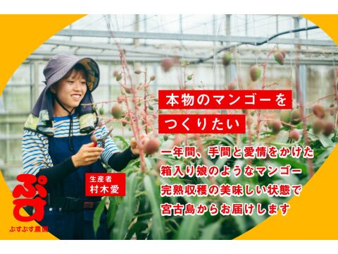 宮古島産　摘果マンゴー（夏子紅、アーウィンセット）※当日のお支払いお願いします※ 夏ギフト】宮古島産完熟マンゴー1玉入り×2個セット：沖縄県産の