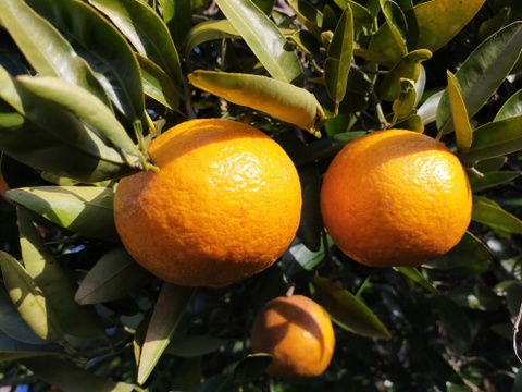 【3種類飲み比べ：お得な6本セット】しまなみ育ちの無添加柑橘ジュース（1ℓ×6本）