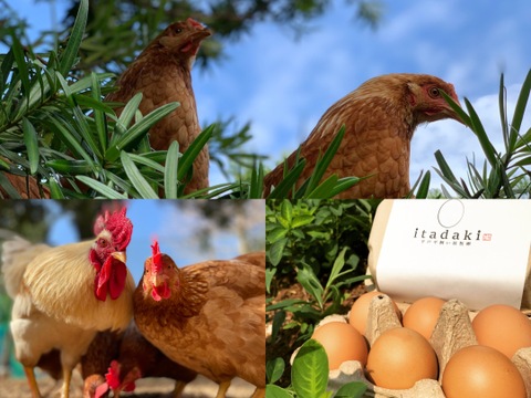 18pcs【二度見する卵/笑顔広がる幸せ卵】平戸平飼い放牧卵itadaki【希少平飼い放牧卵】(純国産鶏) 【Non-GMO(非遺伝子組み換え)/PHF(ポストハーベストフリー)飼料】
