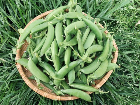 【メール便】朝どり直送！栽培期間中農薬不使用☆スナップえんどう450ｇ