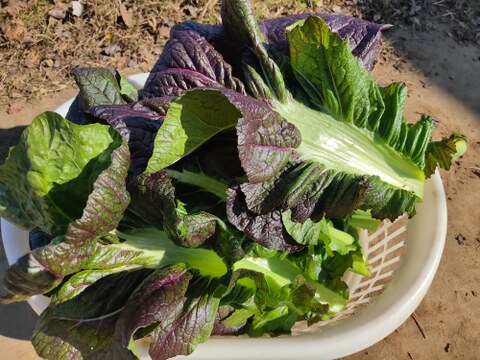 ✨【M.S様ご確認中】農薬・化成肥料不使用の高菜800g✨