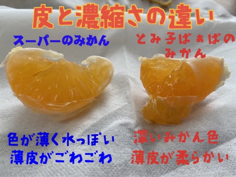 【10kg】日本初の自治体認定フルーツ・有田みかんM〜Lサイズ混合