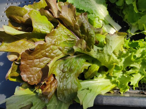 ✨ふんわりやわらか食感！朝採れ✨ミックスレタス600g　農薬・化成肥料不使用✨