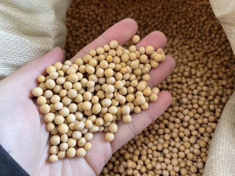 有機小粒大豆 「合わせ買い（同梱）用」ユキシズカ(900g)  納豆向き！ オーガニック 北海道十勝本別町 2025年産