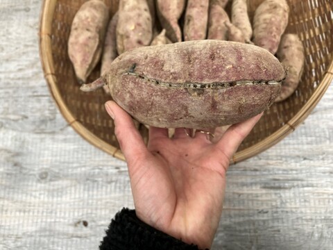 自然栽培〈規格外べにはるか10㎏・訳ありべにはるか10㎏セット〉大分県産さつまいも 20kg