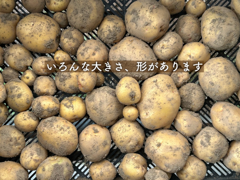 徳島産新じゃがいもMサイズキタアカリ20キロ⑤ 徳島産新じゃがいもMサイズキタアカリ20キロ3 - メルカリ