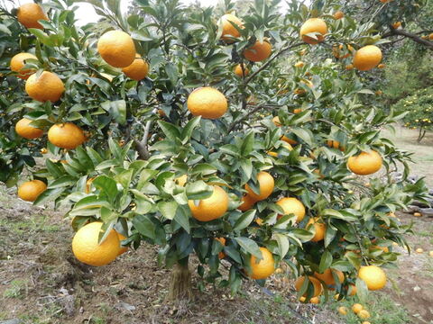 伊豆の自然で育った「新甘夏」「紅甘夏」ﾏｰﾏﾚｰﾄﾞづくりにも好評!　　　　　　　　1２個入り  ／　約4.0㎏