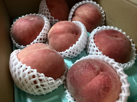 2027年予約『なつっこ』🍑高糖度で硬めの桃✨朝採りその日に発送します