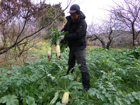 【 三太郎大根 5本 】