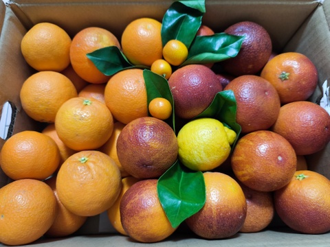 【三ヶ日産】ブラッドオレンジ   約5kg