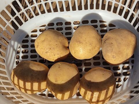 🥔どの組み合わせが届くかお楽しみ！旬のじゃがいも2品種食べ比べセット 約2kg｜農薬・化成肥料不使用🥔