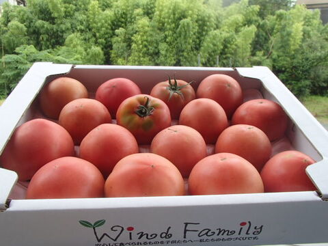 人とワンコのための農場。夏が旬、高糖度トマト１６