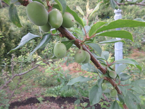 本場  和歌山県みなべ町産　青梅2ｋｇ(完熟）