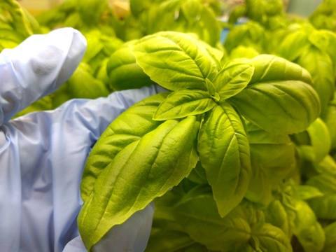 【工場直送！】埼玉県産フレッシュバジル500ｇ(15ｇ×35袋)