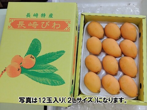 採りたて新鮮が一番美味しい！甘さ濃～い！長崎産露地びわ「千々（ちぢ）んびわ」　　食べきり６００ｇ箱（１２玉）にてお届け