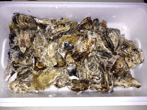 【水産庁補助事業　送料無料】🦪 生食用４ｋｇ 殻付き 牡蠣 （28〜55粒）牡蛎 殻付き牡蛎 kaki カキ 松島牡蠣屋 BBQに最適🔥 海産物 オイスター 😋生牡蠣