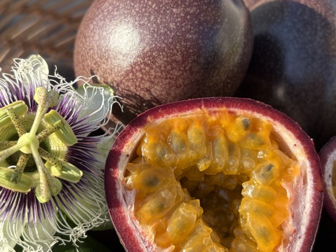 さわやかな酸味と甘味のハーモニーでトロピカル気分♪うるま市石川育ちのパッションフルーツ（贈答用・2㎏箱　満杯詰め）※重量は約2㎏となります。