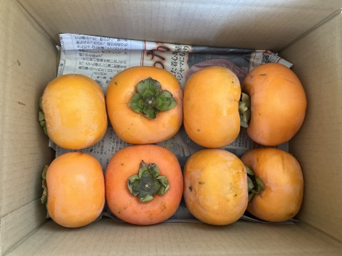 超希少！自然栽培ブランデー庄内柿1.5kg