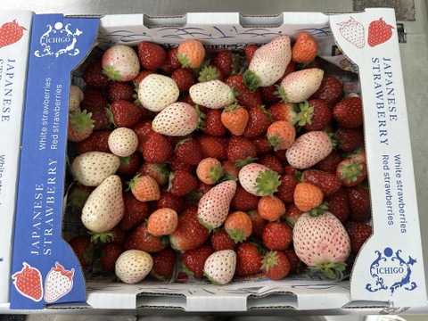 【加工用いちご】たっぷり１箱！ジャム・スムージー用ミックスいちご　３色ミックス　２㎏