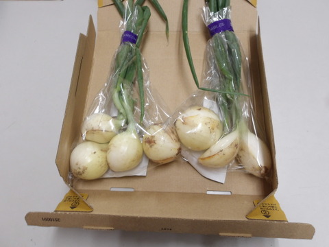 葉玉ねぎ6本入り