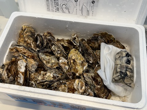 【水産庁補助事業 送料無料】剥き身セット🚚4.3kg 生牡蠣🦪生食用むき身300g+殻付き牡蠣普通サイズ ４kg（目安24-64）松島牡蠣屋 C