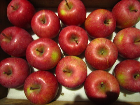 樹上完熟サンふじ 御贈答用には惜しい総重量 約4.5kg前後 青森県 南部地方産 自家りんご農園生産直送品！