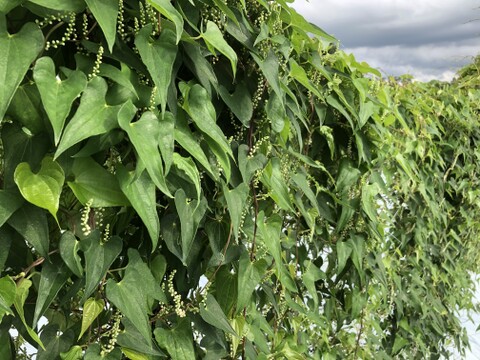 山薫る自然薯　お試し用・ご家庭用カット品　(2kg程度）