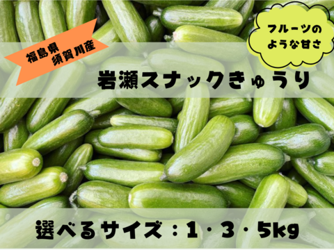 フルーツのような甘さを感じて！パリパリ！おやつ・おつまみに最適「岩瀬スナックきゅうり」1kg