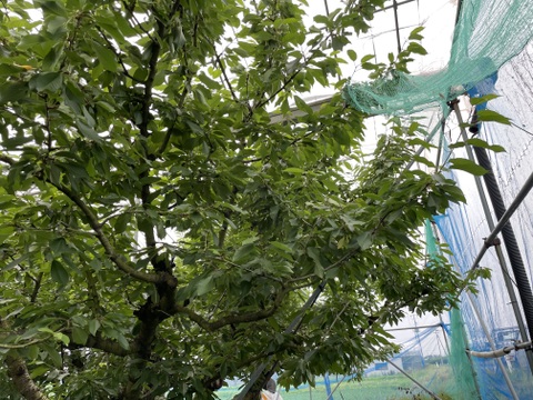 ★朝どり★甘いパリパリ★大粒さくらんぼ★紅秀峰　家庭用　約500g★ご家族で