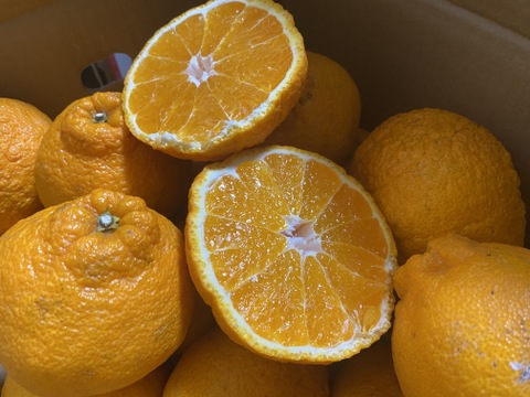 【訳あり】そらデコ 不知火 天空の果樹園 愛媛産みかん 5kg