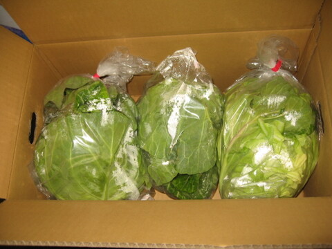 《数量限定》昨年大好評！！春を先取りの甘くて美味しい朝採り春キャベツ