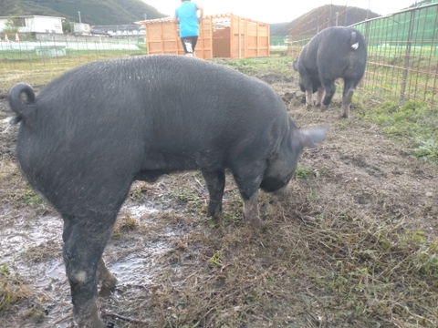 『豚ホルモン　レバー　1000g』岡山県御津でこだわりのエサと放牧飼育で育てた4元豚　『とよ』レバー　1000g