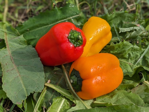 【とびっきりの甘熟野菜！】からだにやさしい野菜と新米セット