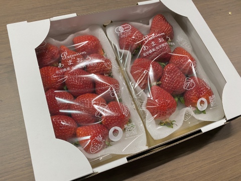 完熟！オーガニックあまおう　おまかせ2パック（280g×2）