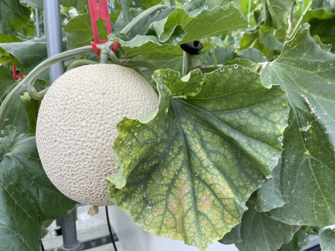 【一株一果のこだわりメロン】【秀品】【ご友人と】【親族の集まりで】アールスメロン（３Ｌ以上×２玉）　青肉・赤肉のセット　３㎏以上