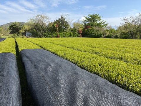 特別な日の一品に！【静岡県富士市産】特上煎茶100ｇ袋入り３本セット