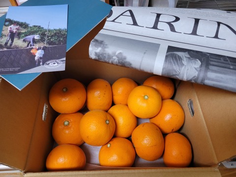 【訳ありだけど美味しさそのまま】せとか 3kg 愛媛県産