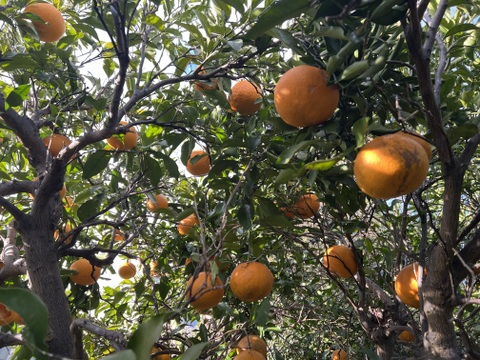 自然農で育った清見オレンジ 5kg