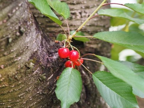 □1kg★名和果樹園の訳あり家庭用紅秀峰L〜2L【クール便】山形県東根市産さくらんぼ【佐藤錦よりも甘い紅秀峰】★産地直送お取り寄せ通販★予約商品