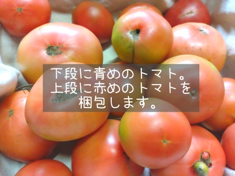 お母さんスタッフいちおし!!熊本県八代産訳ありトマト『おっぺしゃん』５kg