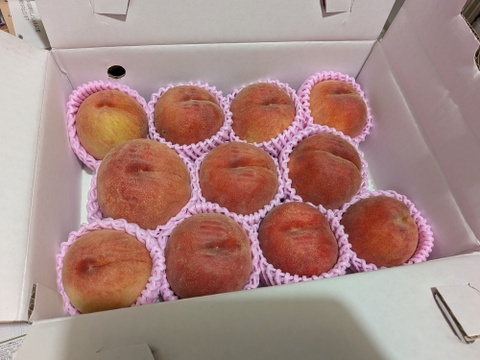 🍑桃の王様 川中島白桃 約3kg 8～14玉 8月下旬 採れたて農家直送【朝