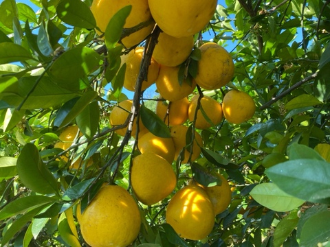 河内晩柑　(ご家庭用３kg)