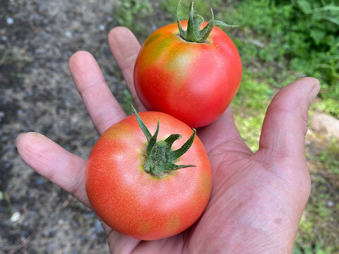 期間限定！旬の濃厚大玉トマト（500g）