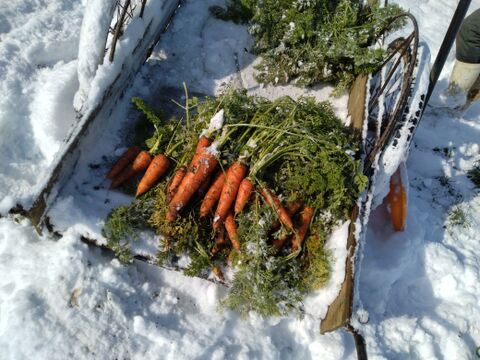 有機雪下にんじん（8㎏）～にんじん本来の味をお楽しみください～