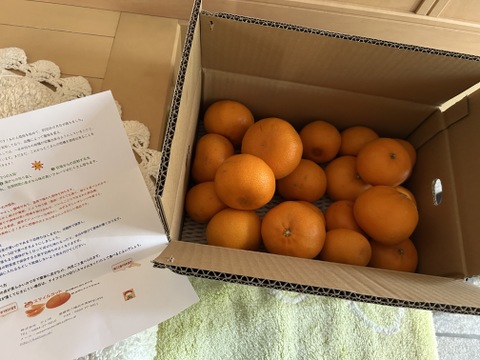 訳あり「せとか」　4ｋｇ