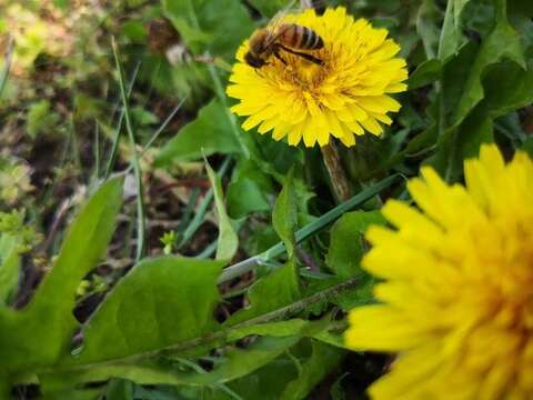 【ご家庭用2～3房】ぶどう食べ比べセット（品種おまかせ／約0.8kg）