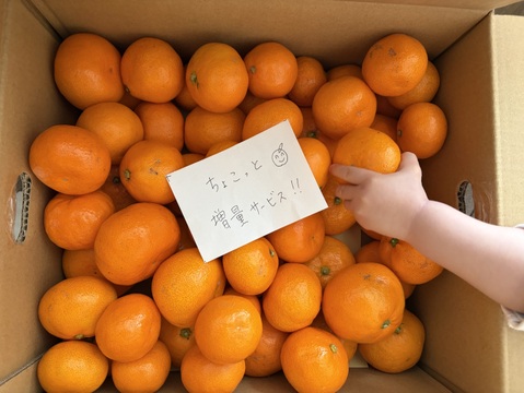 有田みかん【サイズ混合】5 kg（箱込）