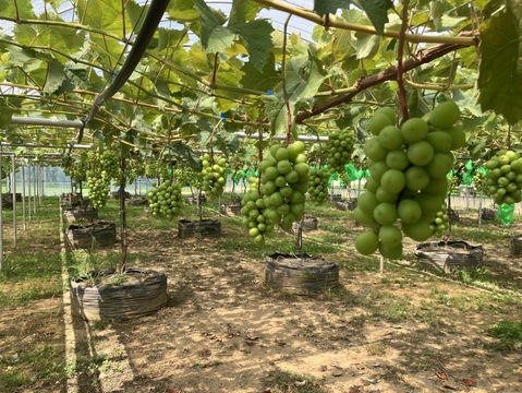 2026年予約販売★濃厚な藤稔 1～1.2kg（2房）☆濃厚！新鮮でジューシー 種無しの藤稔です。9月中旬発送。果汁たっぷり、種なし、お奨め、青森県産、贈答、ギフト、家庭用にも