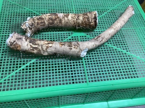 西洋わさび❗️【300g】肉や魚と相性抜群❗️ガツンと香る爽やかな辛さ✨太めサイズ